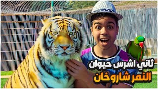 حديقة الحيوان #3 : شريت النمر شاروخان ثاني اشرس حيوان في الحديقة😍🔥 | Zoo