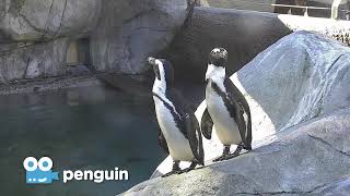 Zoo Cam - Penguin Cam Episode 2