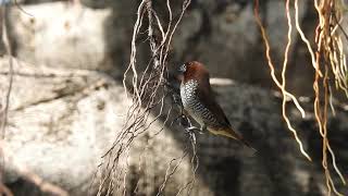 A Video Clip Redheaded Finch Ready to Preparing Nest/Power Lines