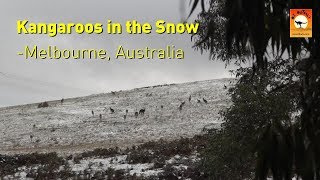 Kangaroos in snow Melbourne Australia