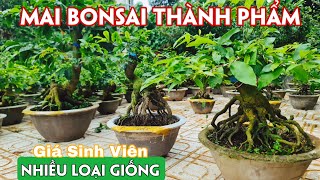 30/07. Mai Ghép Siêu Bông Bình Lợi, Như Ý, Sài Gòn, Bạch Mai Giá Rẻ. ☎Trang 0971.118.064