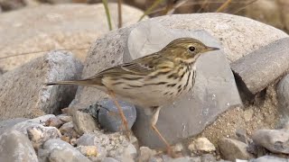 Pispola in inverno - Meadow Pipit in winter (Anthus pratensis)