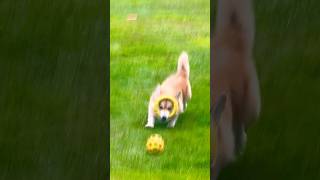 My Corgi: Magic Trick Transforming Yellow Ring Into Yellow Ball!🦊😂🟡 😍