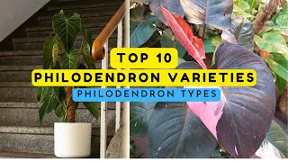 philodendron varieties / 10 beautiful philodendron types