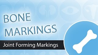 Bone Markings-  Joint Forming Markings