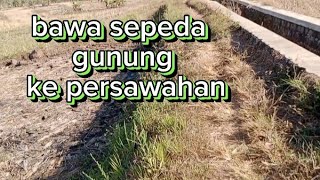 nyobain sepeda gunung di persawahan #dailyvlog #vlogs #sepeda #sepedagunung #sepedalipat