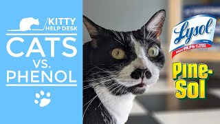 Cats vs. Phenol - Avoid These Products