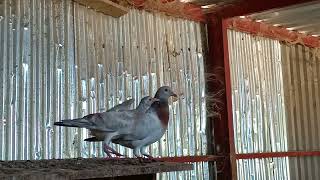 ταχυδρομικά περιστέρια 🕊️ Τζουραμάνη carrier pigeons Tzouramani