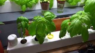 Harvesting Hydro-Rail Basil.