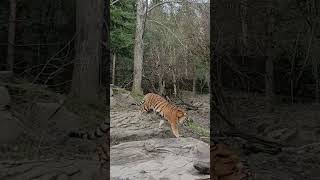 Tiger Wild @ Zoo Zürich : A Virtual Tour  Switzerland’s Wildlife Wonderland #zurich