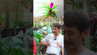 PERBEDAAN BROMELIA DAN TILLANDSIA  #shorts #berkebun #tanamanhias  #narji #fyp