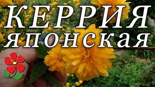 Керрия японская. Знакомьтесь!