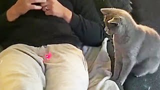 Try Not To Laugh While Watching Funny Animals Compilation (2021) #38