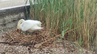 Swan hatching eggs, it's magical!