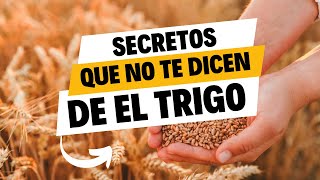 ¡Descubre los Beneficios del Trigo! 🌾