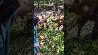 kasih makan kidang / rusa di @tamanbotanisukorambi1973 with adek shanum n kakak orin