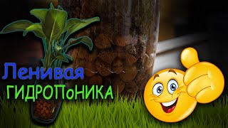 Ленивая ГИДРОПОНИКА