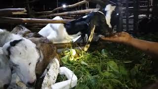 kambing Rambon makan solit