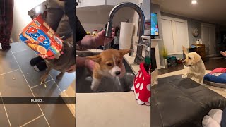 Dogs Doing Funny Things 😂 Best of June 2024 🐶 Part 2