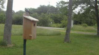 Tree Swallow Nest Cam Box June 5, 2011 Outside