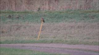 Short Eared Owl coughing up an owl Pellet, Nene Washes