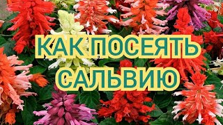 Как посеять САЛЬВИЮ сортов 'Рубиновая роща' и 'Кассиопея'! Самый лучший способ! Сезон 2020!