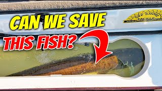 CAN WE SAVE A GIANT MUSKIE - What to do if a fish is in trouble