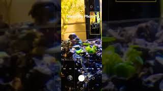 Zoom test on my Lovable Aquarius #samsung #iphone #compare #trending