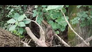 forest, creek, bald eagle, game trails, wild hemp, wild grapes, wild berries, may apples.