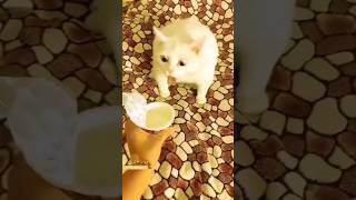 Funny Animals 2024 😂 - Funniest Cats and Dogs video 🐱 🐶 #shorts