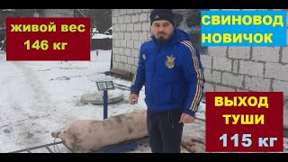 Супер выход со свиньи!!! Свинья 146 кг -- Туша 115 кг. Откорм свиней. Свиноводство.