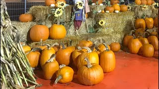 Its that pumpkin time of the year | Fall is here | Fremont , California! #travelvlog