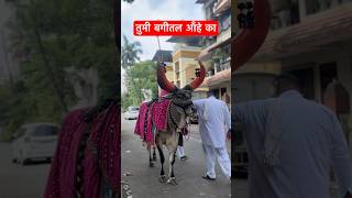 #नन्दी #bailgadashariyat #mathurvsbakasur -#cow #bakasur6300 #mathur #rahulpatil1001 #viralvideo