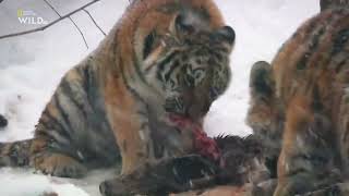 Witness the Wild Tigers of Russia: An Unbelievable True Story!