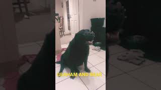 Chocolate Labrador Retriever Excited For Bone Treat.