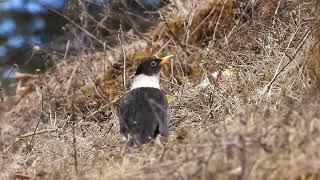 White-Collared Blackbird, Mandala, Arunachal Pradesh, March 2024