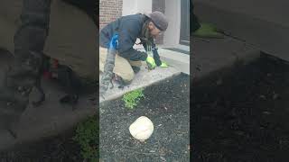 #concreteleveling Front Sidewalk Lifting With Miracle Foam #satisfying #slabjacking