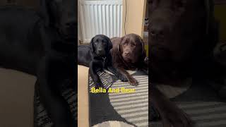 Labradors Bella And Bear. #dog #labrador