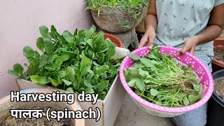 घर पर ही उगाइए पत्तेदार पालक | Growing spinach in Tile pot | पालक भाजी | Lalita verma