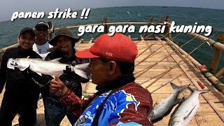 Gara gara ramuan nasi kuning panen strike ikan kuro.