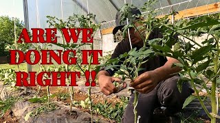 MAINTAINING THE GREENHOUSE PART5