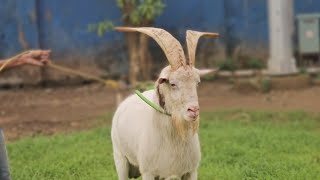 Top Quality Sanin Kids In Mumbai || Al Mehtab Goat Farm