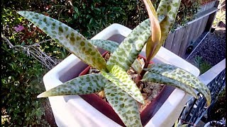 Container Gardening | Scilla violacea