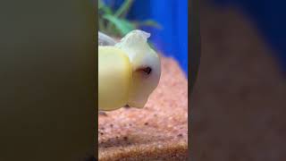 Yoda snail mouthparts