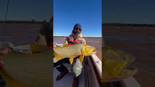 Dorados en Paysandu, Uruguay #pescadeportiva