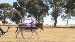 Donkey in Cart