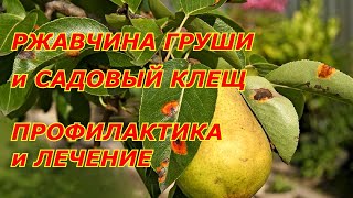 РЖАВЧИНА ГРУШИ и КЛЕЩ. ПРОФИЛАКТИКА и ЛЕЧЕНИЕ