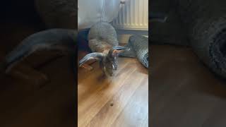 Flemish Giant Rabbit Behaves More Like A Dog