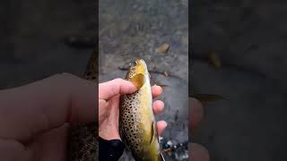 Happy 2023 Fam!! Part 2! #shorts #subscribe #fish #fishing #browntrout #river #newyear