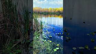 Six Mile Cypress Slough Preserve, Fort Myers, Florida - Nature Walk